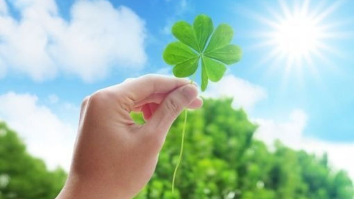 Mang cỏ bốn lá để đi thi may mắn