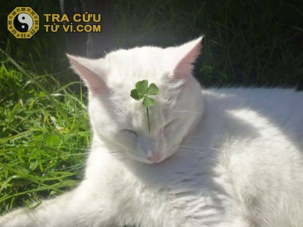 Khả năng thu hút vận may, không cần quá bôn ba mà mọi việc vẫn thuận lợi hanh thông