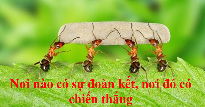Đoàn kết là sức mạnh