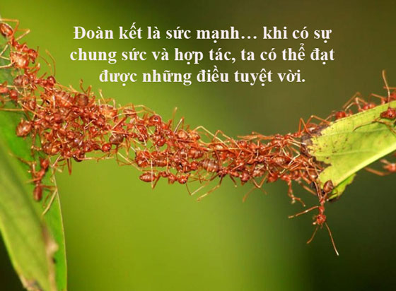 Đoàn kết là chiến thắng
