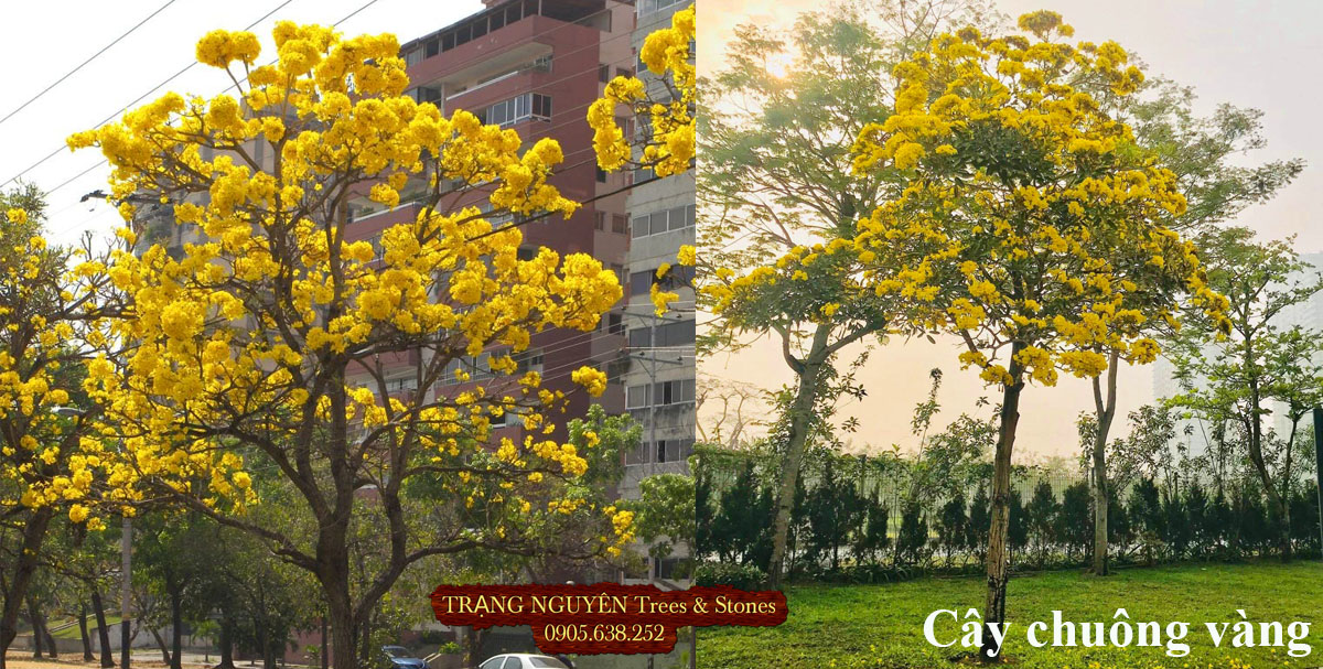 Cây chuông vàng