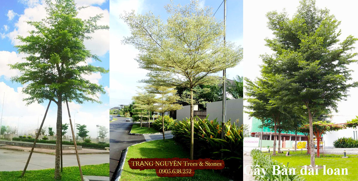 Cây bàn đài loan