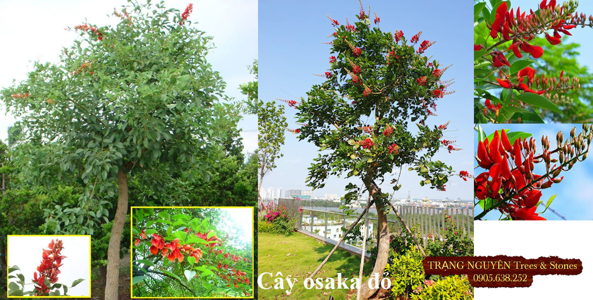 Cây osaka đỏ