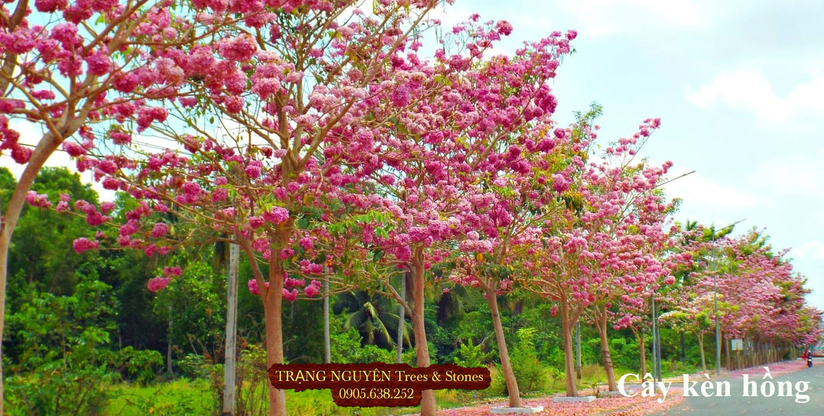 Cây kèn hồng