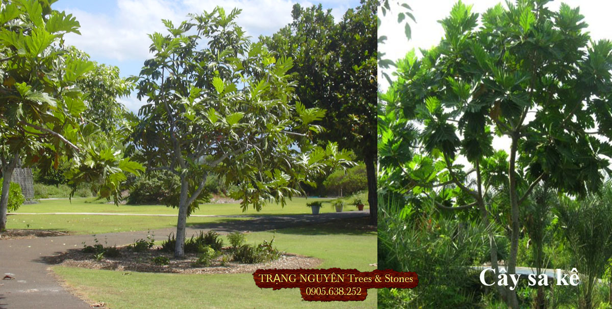 Cây sa kê