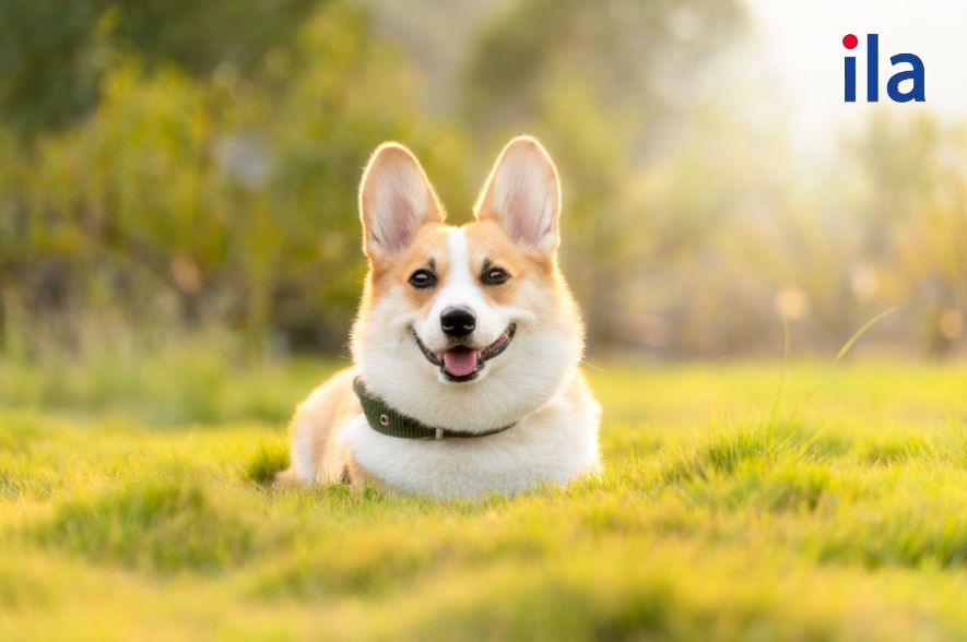 Từ vựng tiếng Anh bắt đầu bằng chữ D chủ đề động vật