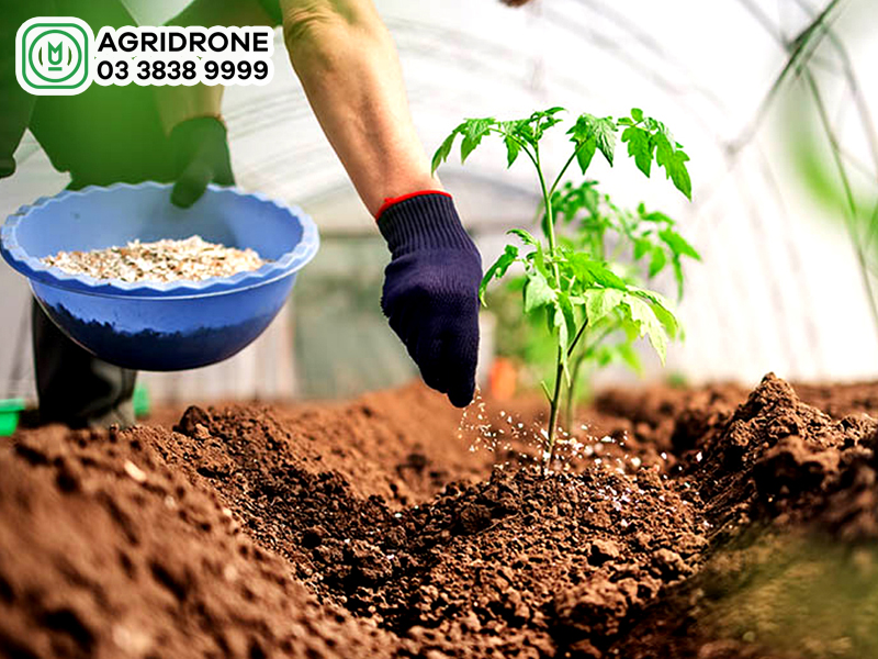 khong nen bon phan dam cung voi voi vi 02