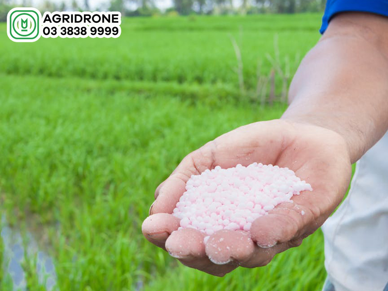 khong nen bon phan dam cung voi voi vi 01
