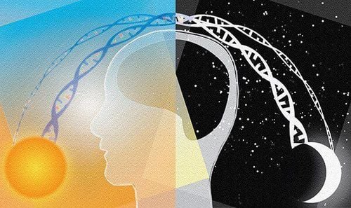 Các mô và cơ quan trong cơ thể đều hoạt động theo đồng hồ sinh học con người