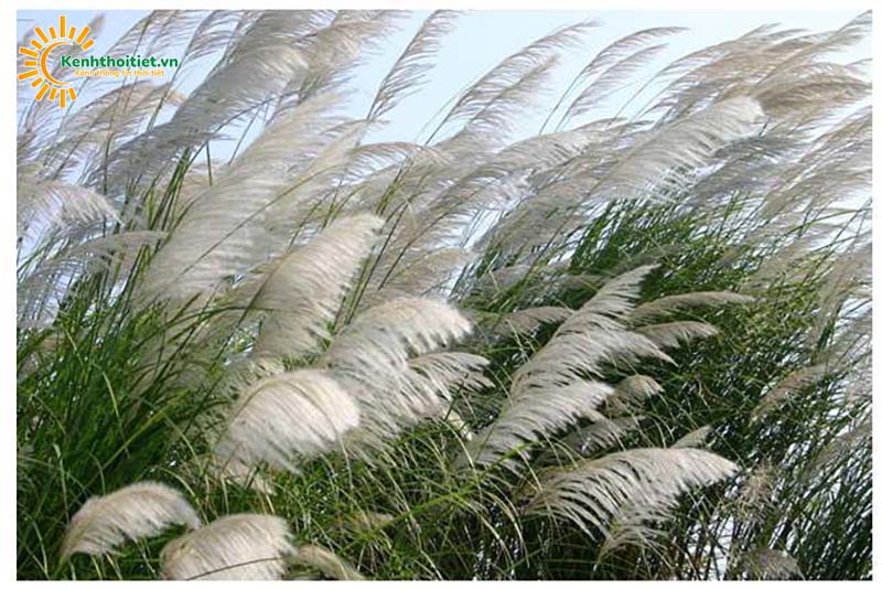 Gió mậu dịch là gì?