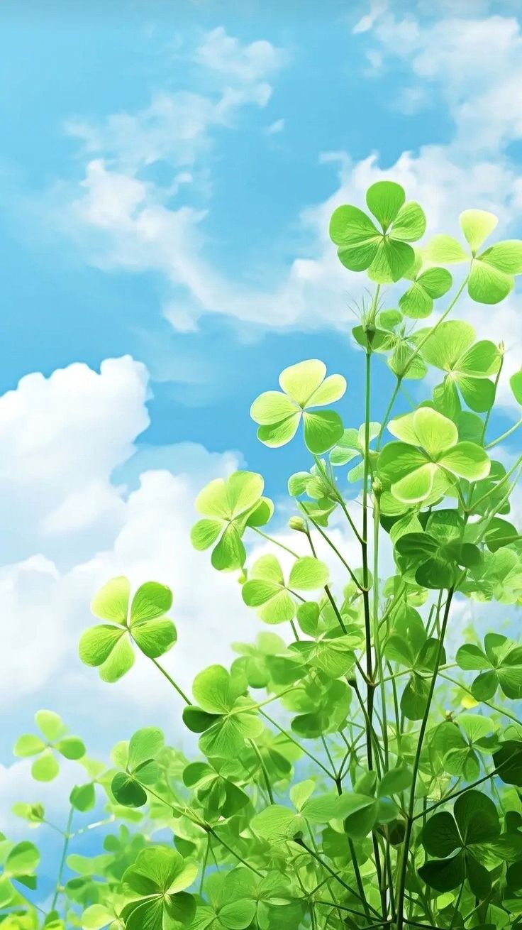 hinh nen bua may man 41