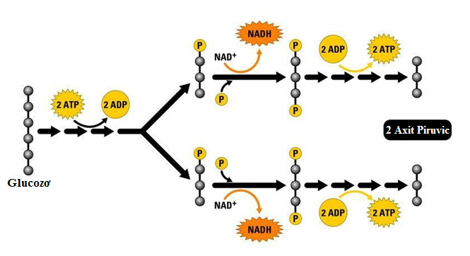 Quá trình đường phân trong hô hấp ở thực vật 