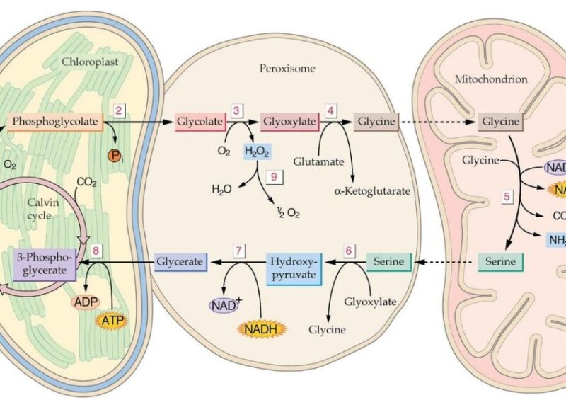 Hô hấp sáng ở thực vật - kiến thức về hô hấp ở thực vật