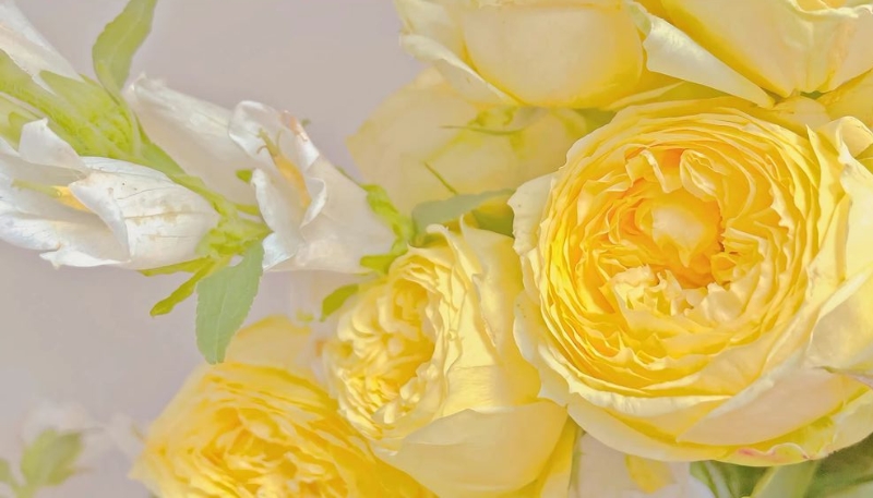 hoa mẫu đơn vàng