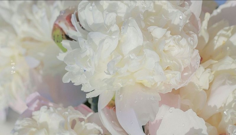 hoa mẫu đơn trắng