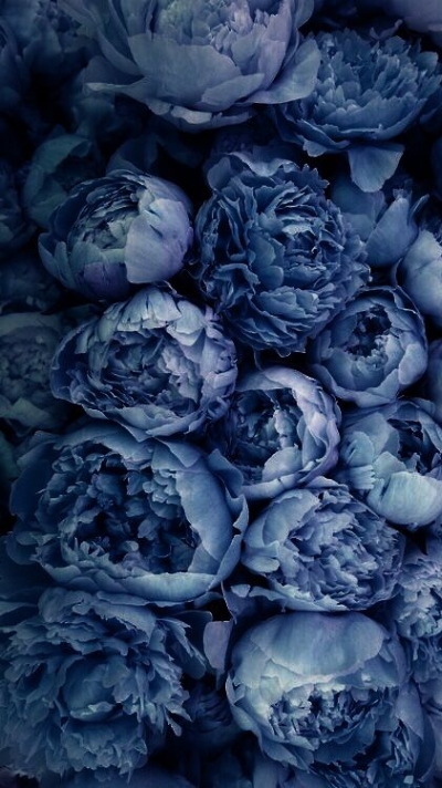 Hình nền hoa mẫu đơn xanh rạng rỡ