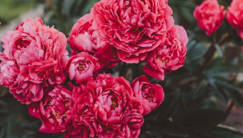 hoa mẫu đơn đỏ