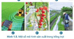 A picture containing text, vegetableDescription automatically generated