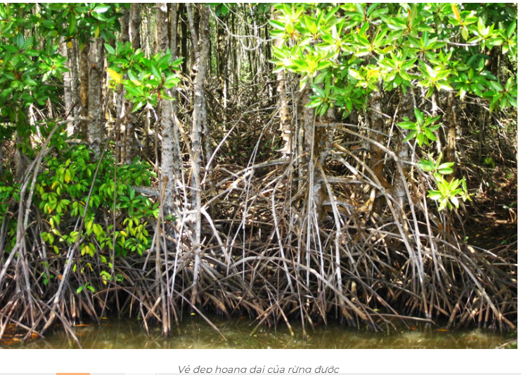 A picture containing tree, outdoor, plant, forestDescription automatically generated