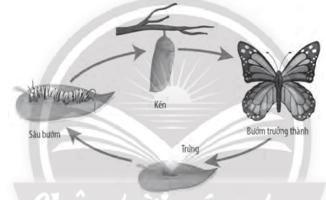 DiagramDescription automatically generated