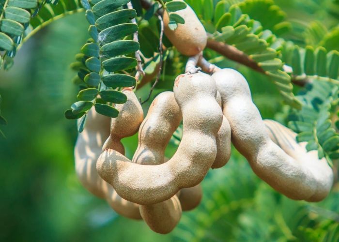 truyện ngắn cây me chua cho bé