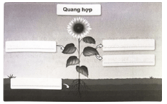 Vở bài tập Khoa học lớp 4 Cánh diều Ôn tập chủ đề Thực vật và động vật 