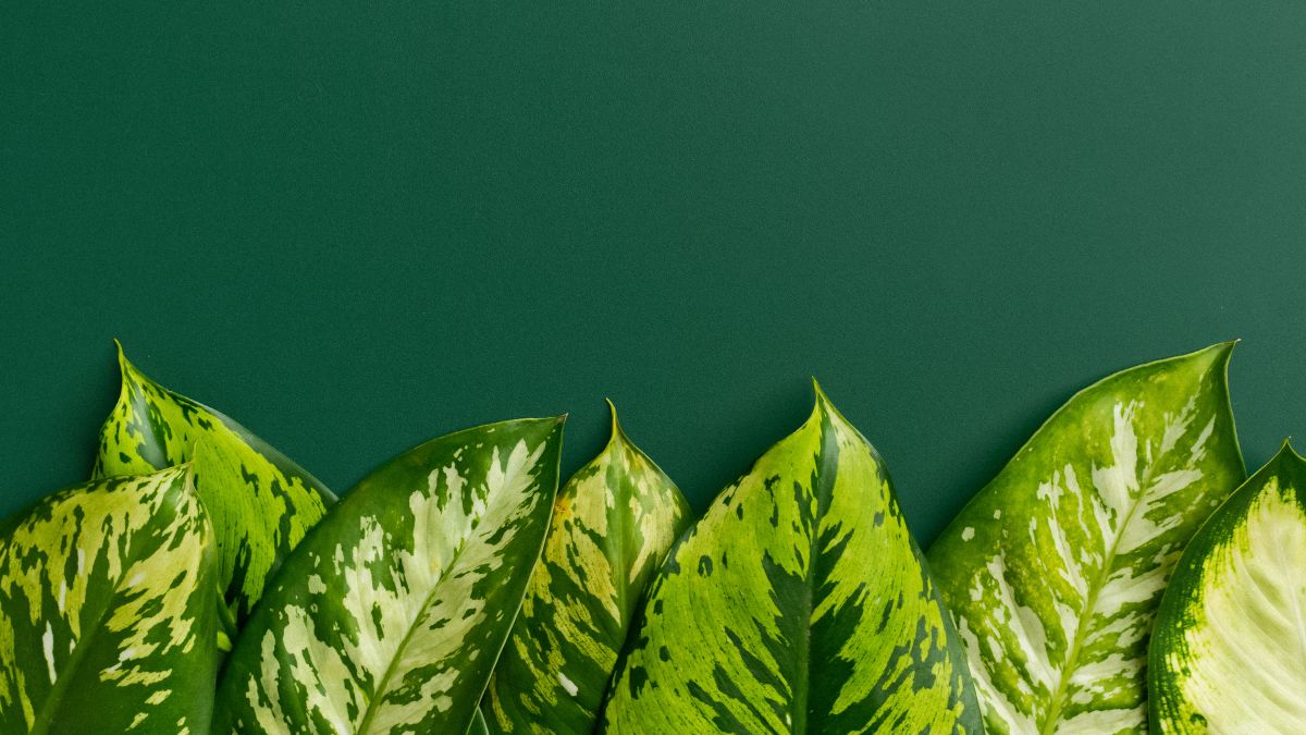 Ý nghĩa của màu xanh lá cây