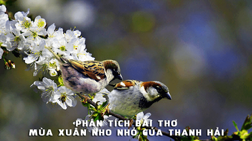 phan tich bai mua xuan nho nho