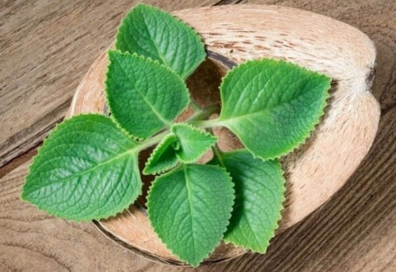 Tổng hợp các loại rau nêm canh chua thông dụng để đi chợ không mua thiếu