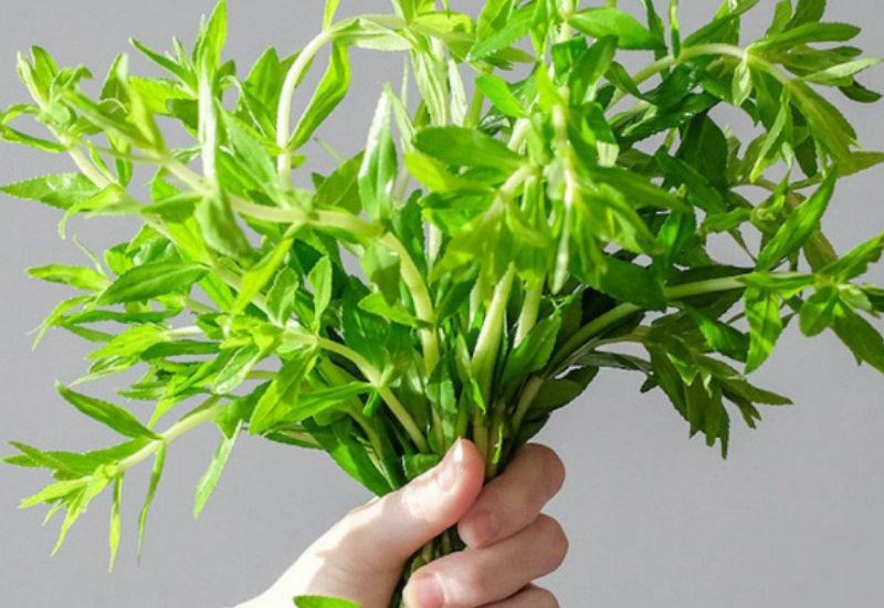 Tổng hợp các loại rau nêm canh chua thông dụng để đi chợ không mua thiếu