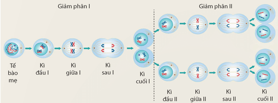 Lý thuyết Nguyên phân và giảm phân (KHTN 9 Kết nối tri thức Bài 43)