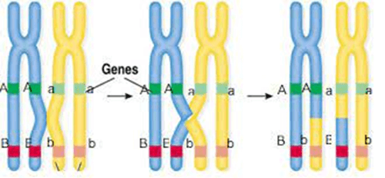Lý thuyết Nguyên phân và giảm phân (KHTN 9 Kết nối tri thức Bài 43)