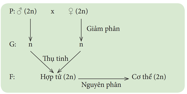Lý thuyết Nguyên phân và giảm phân (KHTN 9 Kết nối tri thức Bài 43)