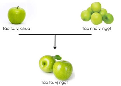 Lý thuyết Nguyên phân và giảm phân (KHTN 9 Kết nối tri thức Bài 43)