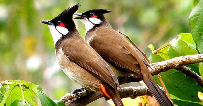 soan van lop 6 bai con chao mao