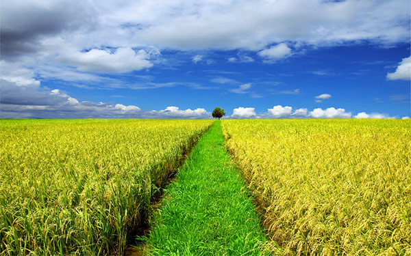 Tả cảnh đồng lúa vào buổi sáng