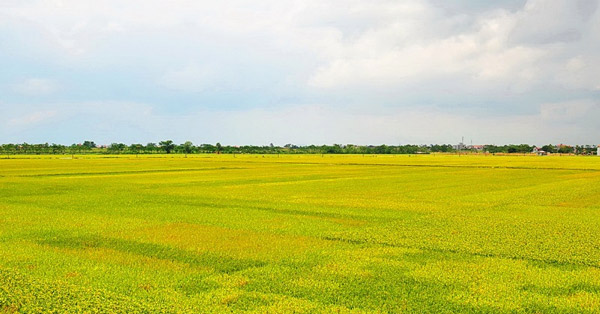 Tả cánh đồng vào buổi sáng