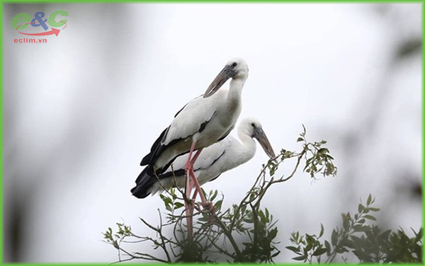 tai sao chung ta phai bao ve moi truong 1