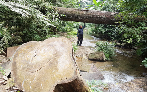 tan cay hay tang cay 1