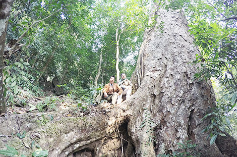 tan cay hay tang cay