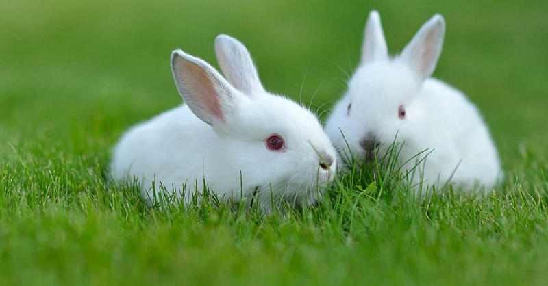 Thỏ là loại động vật dễ thương, hiền lành và quen thuộc trong đời sống. (Ảnh: Sưu tầm internet)