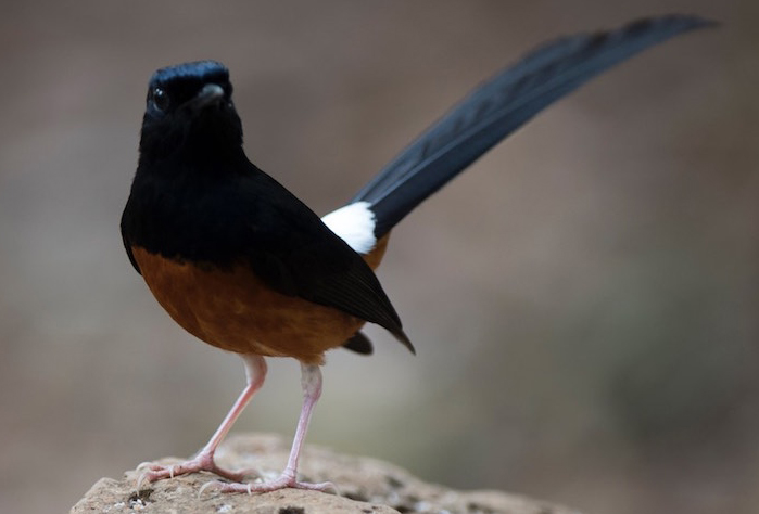 tieng chim chich choe lua mai 1