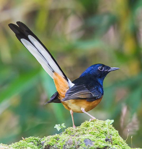 tieng chim chich choe lua mai