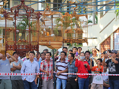 tieng hot chim chao mao 2