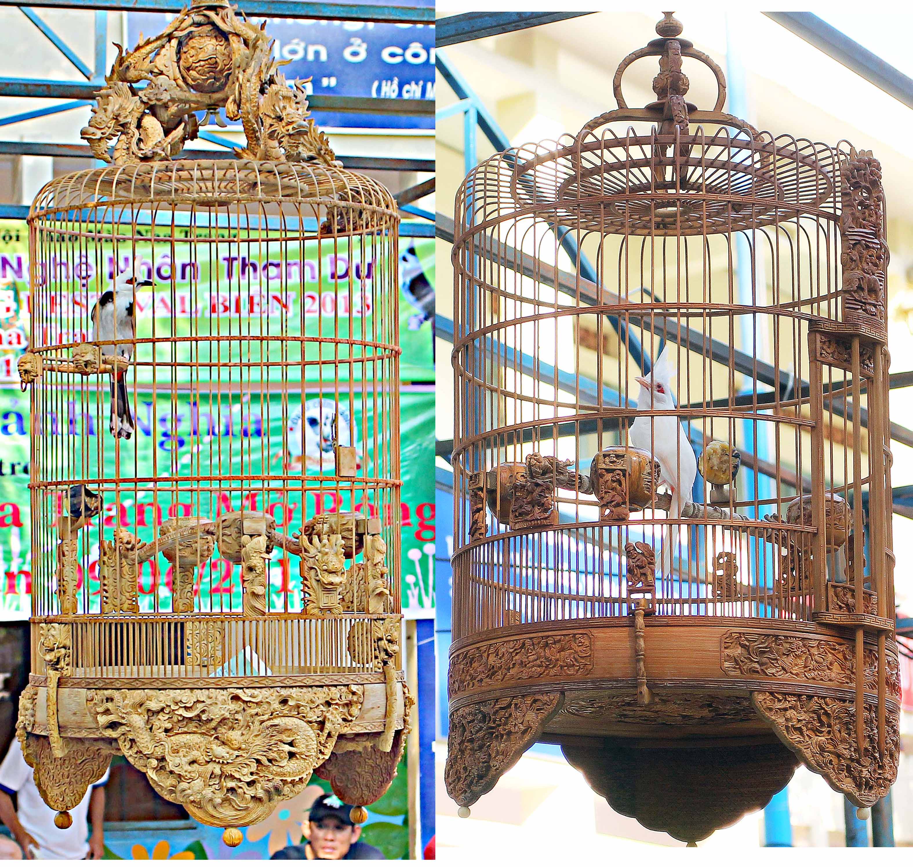 tieng hot chim chao mao 3