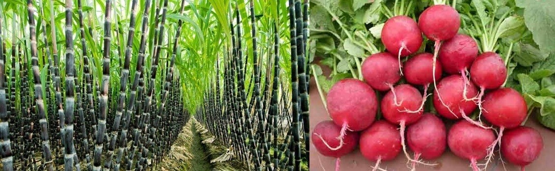 Sucrose có nhiều trong mía đường, củ cải đường,…