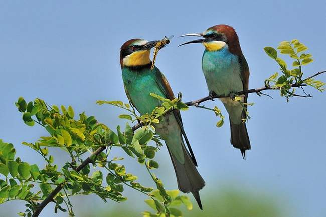 triu men hay trieu men