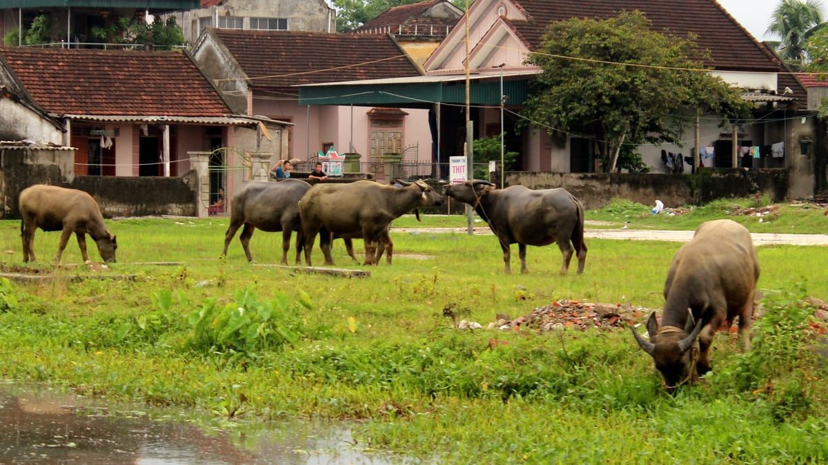 Trốc tru và khu mấn có cùng ý nghĩa không