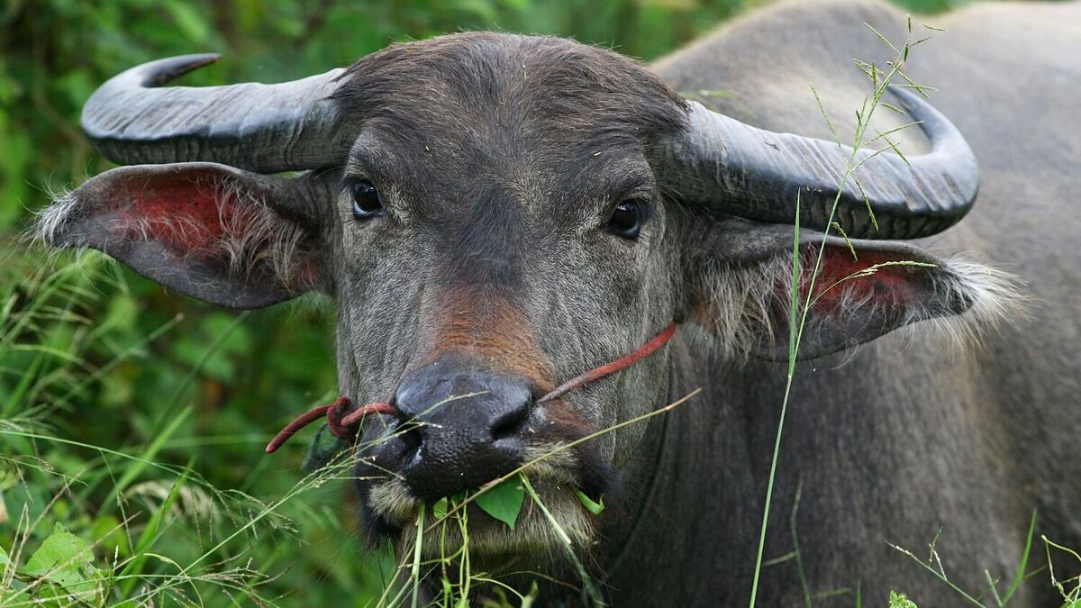 Nguồn gốc của từ trốc tru là gì