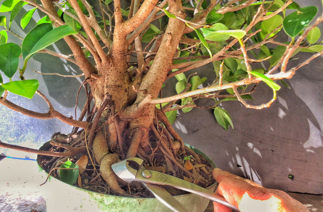 trong cay si co nghia la gi 1